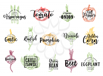 Vegetable vector sketches with letterings of farm food. Isolated tomato, bell pepper, eggplant and broccoli, garlic, onion, corn, radish and bean pod, cauliflower, pumpkin, asparagus and beet