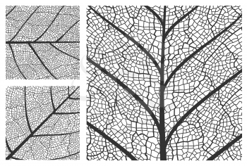 Leaf texture pattern background, vector closeup plant leaf pattern with veins and cells. Foliage and floral nature ornament design of tree leaf in black and white line prints closeup