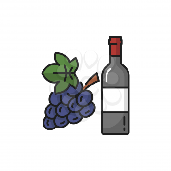 Elite Swiss wine in glass bottle winery drink and bunch of purple grapes isolated flat line icon. Vector winery product, merlot sweet semi sweet alcohol drink. Glass bottle, burgundy or ruge beverage