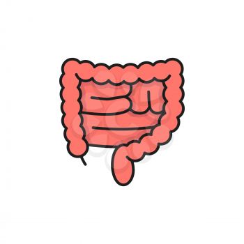Human large intestines isolated color line icon. Vector anatomy, healthcare, medicine concept, active beneficial bacteria, healthy colon. Digestive tract system internal organ, transverse rectum