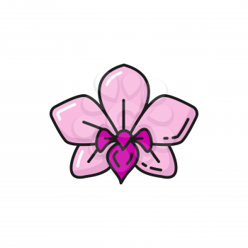 Pink orchid flower national plant of Thailand isolated color line icon. Vector Thai national flower, botanical decoration exotic plant blossom. Blooming jasmine floral design element, cassia fistula