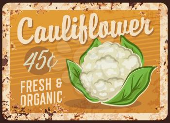Cauliflower, vegetable metal plate rusty, cabbage price poster, vector retro. Farm food products, organic natural vegetables and veggies, cauliflower cabbage grocery shop sign with rust
