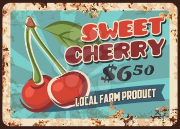 Sweet cherry vector rusty metal plate for local farm market. Vintage rust tin sign with ripe cherries and leaves. Orchard farmer production retro poster or shop ad promo, price tag, ferruginous label