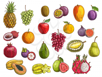 Fruit and berry vector sketches with isolated exotic and garden food. Mango, papaya, grapes and apple, orange, pear, plum and durian, peach, fig, kiwi and avocado, carambola, feijoa and mangosteen