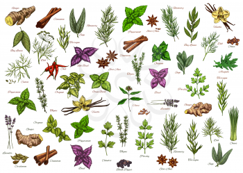 Spices, herbs, seasonings vector ginger, cinnamon and bay leaves, dill, rosemary or sage. Tarragon, basil and chili, peppermint, thyme with oregano. Lavender, cardamon and vanilla herbal ingredients