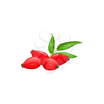 Rose hip fruits or berries icon, food from farm garden and forest, vector. Rosehip fruits, rose hip or hep haw ripe harvest for jam or juice package, natural food ingredient and dessert berries