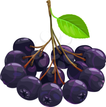 Black chokeberry berries fruits, food from farm garden and wild forest, vector flat isolated icon. Black chokeberries or choke berry bunch harvest, dessert ingredients