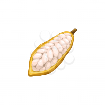Cocoa bean, chocolate and cacao tree plant food, vector icon. Chocolate confection and kakao powder ingredient, cocoa or cacao beans peeled with seeds, confectionery sweets