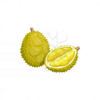 Durian fruit, tropical exotic food, vector isolated icon. Durian fruit cut peeled and whole, tropic farm juicy fruits harvest and sweet dessert