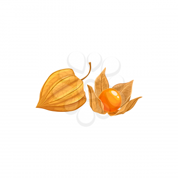 Physalis fruit, tropical exotic food, vector isolated icon. Physalis or golden berry fruits peeled and in husk, tropic farm juicy exotic fruits harvest, sweet dessert ingredient