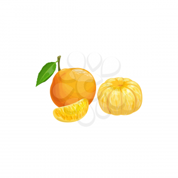 Tangerine fruit, tropical exotic citrus, vector isolated food icon. Tangerine mandarin orange fruits peeled lobule and whole, tropic farm juicy exotic fruits harvest and fruity dessert ingredient