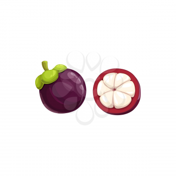 Mangosteen fruit, tropical exotic food, vector isolated icon. Mangosteen fruits whole and half cut with lobules, exotic fruits dessert and Asian tropic farm garden ripe harvest