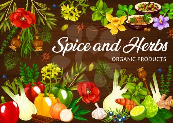 Spices and herb seasoning and herbal flavorings, vector cooking condiment ingredients. Organic garlic and basil, culinary vanilla and cinnamon, celery, onion and horseradish, sage and bay leaf