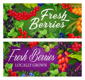 Garden and wild ripe berries banner. Guelder rose, black and red currant, hippophae, gooseberry and blueberry, juniper, cornelian cherry and elderberry, dog rose vector. Berries farm posters
