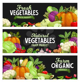 Vegetables banners, farm market food veggies, vector organic harvest. Natural healthy garlic, pepper and pumpkin, cauliflower and vegetarian artichoke, potato and pepper, broccoli cabbage and zucchini