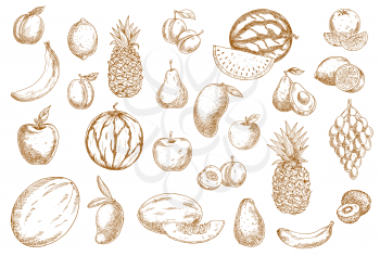 Fruits sketch, food icons of tropical exotic isolated vector hand drawn fruits. Sketch hatching fruits grape, kiwi and avocado, apple and melon, whole and cut slice juicy watermelon, banana and mango