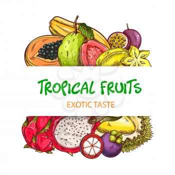 Exotic tropical fruits banner with sketch pitaya, papaya or pawpaw and guava, maracuya, durian and mangosteen, carambola vectors. Fresh fruits shop, farm or market poster