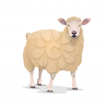 White sheep vector domestic animal with thick woolly coat and pink ears. Livestock farming, husbandry, cattle farm mutton or jumbuck mascot front view. Domestic sheep zoo pet cartoon isolated icon