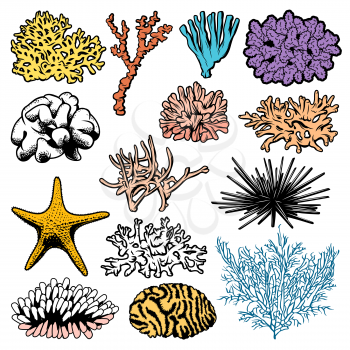 Underwater corals, polyps, sea urchins and starfish vector icons. Oceanarium ocean starfish, sea urchin and polyps, aquarium fauna, marine anemones and ocean reef habitats