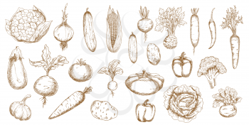 Vegetable vector sketches of farm veggies. Isolated food objects of carrots, tomato, peppers and onion, cabbage, radishes and garlic, corn, cauliflower, eggplant, potatoes and celery, kohlrabi, beets