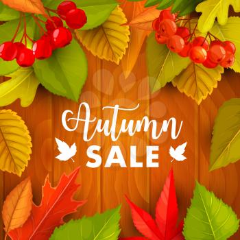 Autumn sale vector promo with fall foliage, hawthorn and rowan berries on wooden background. Seasonal shop discount offer with leaves of maple, poplar and oak. Sale, price off cartoon poster design