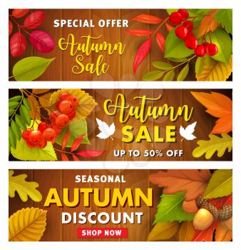 Autumn sale vector promo with hawthorn or rowan berries, fallen leaves and acorn on wooden background. Special discount offer for shop. Fall season oak or beech foliage. Autumn sale banners set design