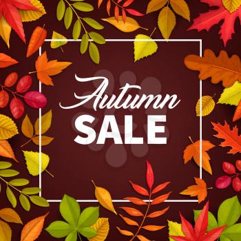 Autumn sale vector poster. Fallen leaves maple, rowan and chestnut, oak and birch trees. Autumnal discount promo offer card for fall season price off, square frame design with typography and foliage