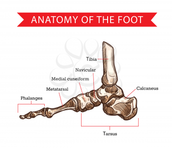 Foot bones vector sketch of human anatomy, orthopedics medicine design. Side view of skeleton leg with phalange, metatarsal, tarsal and calcaneus, cuneiform, navicular and tibia bones diagram