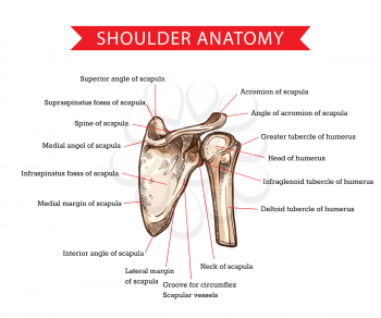 Human shoulder anatomy with vector sketch of scapula and humerus bones, medicine and health care design. Shoulder skeleton diagram with head and deltoid tubercle of humerus, scapula skeletal structure
