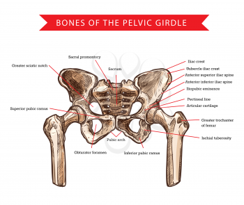 Pelvis bones of pelvic girdle, vector sketch of human anatomy and medicine. Bones and joints structure of skeleton hips, sacrum, femur and coccyx, sacral promontory, pubic arch and iliac spine