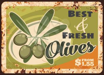 Ripe olives rusty metal plate, vector branches, leaves and olive fruits. Mediterranean cuisine restaurant, natural organic premium quality product vintage rust tin sign, price tag for product retail