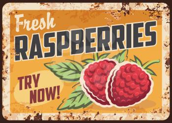 Raspberry berries metal plate rusty, fruits food and farm market price, vector retro poster. Strawberries berries, agriculture food market and store products price sign or rust plate
