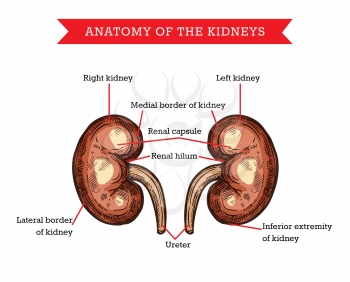 Human kidneys anatomy, vector sketch medicine aid scheme of body organ nephrology treatment. Engraved medical visual aid poster of kidneys with parts names for medical university, hospital or clinic