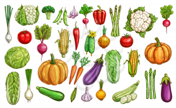 Farm vegetables and greenery color sketches set. Pumpkin, carrot and beetroot, eggplant, Chinese cabbage and onion, zucchini, asparagus and cauliflower, tomato, radish and pea, garlic, pepper vector