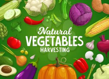 Veggies farm harvest. Vegetables and greenery banner with artichoke, asparagus and broccoli, cauliflower, onion and eggplant, pumpkin, potato, chili and bell pepper, cabbage, corn and beetroot vector