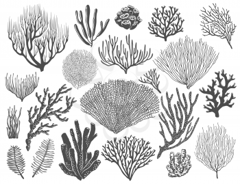 Sea corals, reef sponges and seaweeds. Ocean bottom life, marine animals and plants, topical undersea flora species. Monochrome vector black, stellar and gorgonian corals, acropora polyps