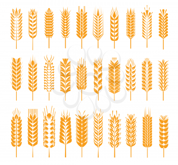 Wheat, rye, barley, rice, millet cereal ear or spike icons. Vector natural plant yellow stalks, grains for flour and baking bread, isolated spikelet set for bakery symbol or harvest emblem