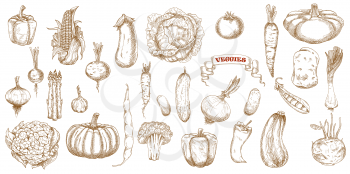 Vegetables sketch food farm doodle icons, broccoli, tomato and carrot, vector. Hand drawn vegetables and salad food, onion, eggplant and garlic, radish, cauliflower, potato and pepper veggies sketch