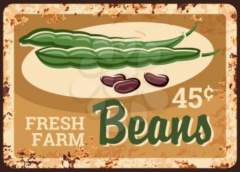 Beans rusty metal plate, kidney green vegetables food, vector farm market price vintage poster. Natural organic legume black or red beans and soybean pod, agriculture vegetables natural food