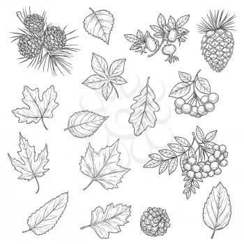 Autumn leaf and fruit sketches. Vector fall leaves of maple tree, oak and birch, chestnut foliage, october acorn, rowan and briar berries, branches with pinecone and needles, nature season themes