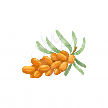 Sea buckthorn berries fruits, food from farm garden and wild forest, vector flat isolated icon. Sea buckthorns bunch ripe harvest for jam or juice desserts