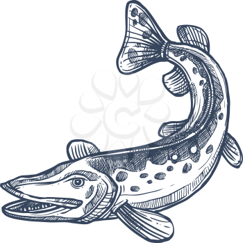 Pickerel or esox fish, isolated freshwater pike monochrome sketch. Vector elongated torpedo-like predatory fish, mackerel pike or Pacific saury. Hand drawn walleye, Sander vitreus Esox or pickerel