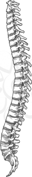 Backbone or spine icon, human skeleton anatomy isolated sketch. Spinal cord, vertebrae sketch