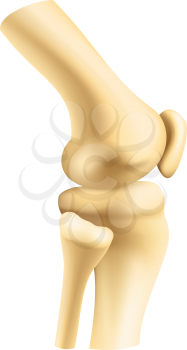 Human bones joint vector. Isolated knee or elbow bones, orthopedics and arthritis