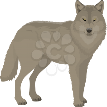 Gray wolf isolated forest animal profile view. Vector wild dog, polar or siberian wolf beast
