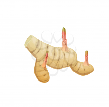 Isolated raw galangal aromatic rhizome. Asian cuisine ingredient, exotic spicy seasoning or herb with tart taste. Cartoon vector whole galangal rhizome or root with sprouts