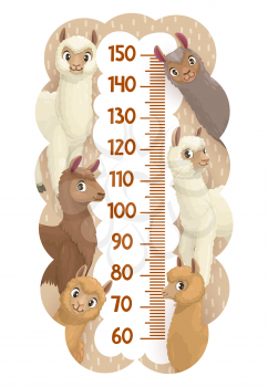 Height chart or growth measure ruler with lama, alpaca, guanaco and vicuna cartoon vector animals. Kids height chart measurement scale with funny cute lama lambs, alpaca and guanaco