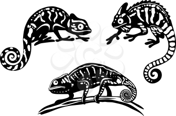Chameleon species in black and white cartoon style