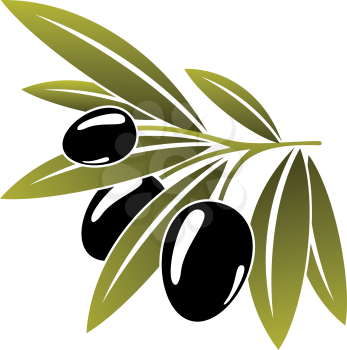 Leafy green twig with three healthy ripe black olives isolated on white in cartoon style