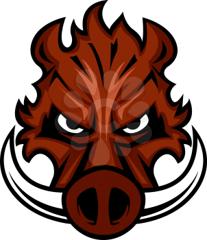 Fierce angry wild boar head with glaring eyes and curving tusks, cartoon vector illustration